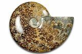 Polished Cretaceous Ammonite (Cleoniceras) Fossil - Madagascar #339089-1